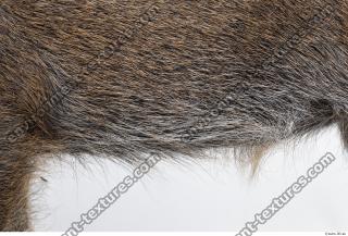 boar fur 0015
